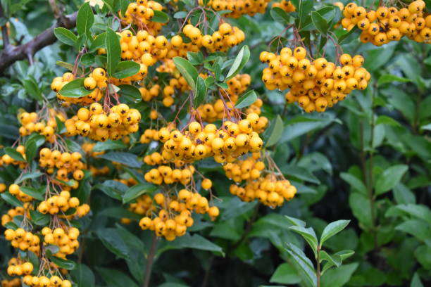 Yellow Cotoneaster Berries A spray of autumn yellow cotoneaster stock pictures, royalty-free photos & images