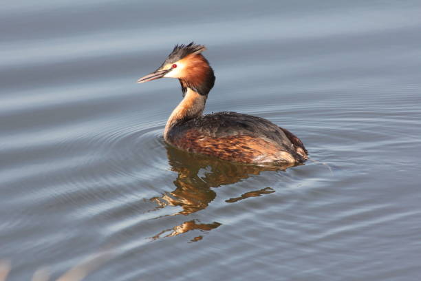 istock Grebe on Furzton lake 879194258