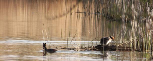 istock Grebes Nesting on Furzton Lake 879196094