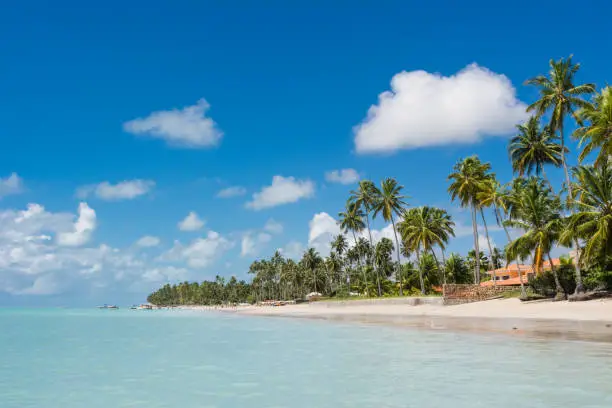Landscape of tropical beach coconut palm trees turquoise sea blue sky white sand. Ponta de Mangue beach, Maragogi, Alagoas, Brazil. Holiday and vacation concept.