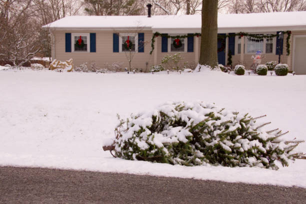 istock After Christmas Tree by the Curb in Front of House 879218232
