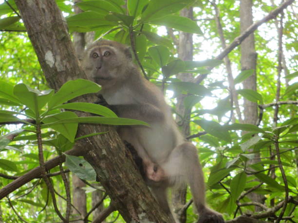 istock Monkey sitting on tree root in mangrove forest in Koh Lanta, Thailand 879228054