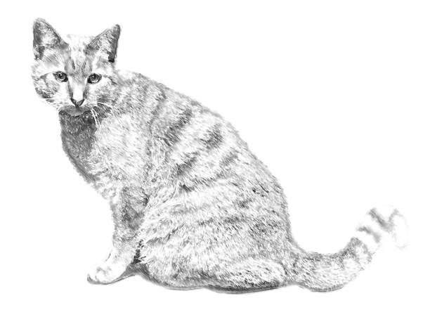 Cat. Illustration in draw, sketch style.