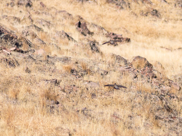 Two wild Chukars, Chukar,( Alectoris chukar) in the rugged Nevada landscape. Two wild Chukars, Chukar, flying in the rugged Nevada landscape.( Alectoris chukar) grey partridge perdix perdix stock pictures, royalty-free photos & images