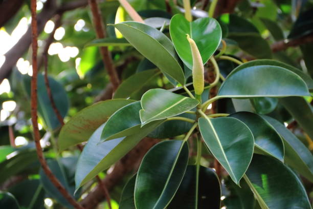 istock Ficus elastica tree called epiphytes large green leaves 879233224
