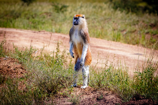 A curious standing patas monkey in the Murchison Falls national park in Uganda. Too bad this place, lake Albert, is endangered by oil drilling companies