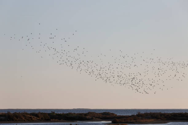 istock Delta del Ebro, Tarragona, Spain 879239548