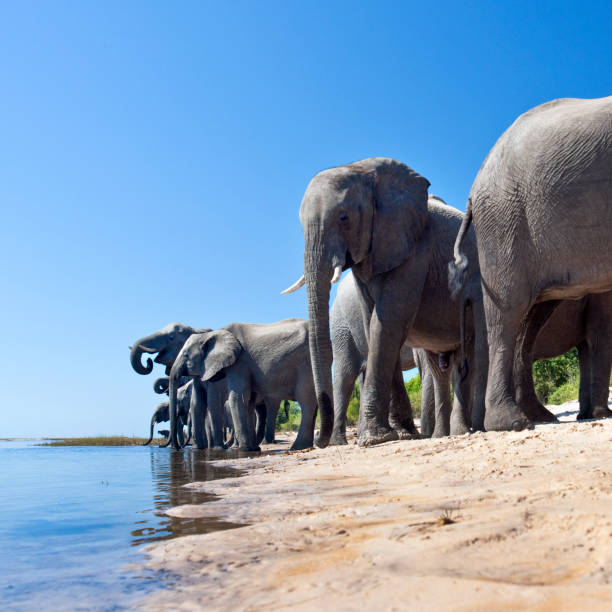 istock African Elephants drinking at the Chobe River - Botswana 879239978