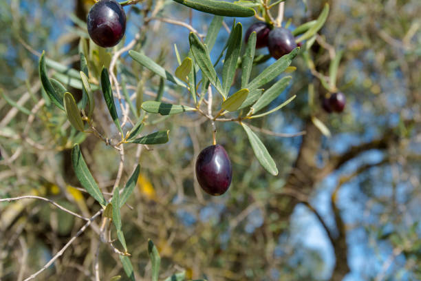 istock Olive Trees in Greece, plantation of old olive trees 879240102