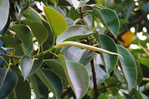 istock Ficus elastica tree called epiphytes large green leaves 879240118