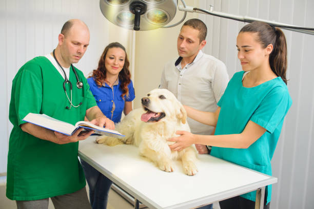 saludable cachorro bajo examen médico - doctor dog portrait animal hospital fotografías e imágenes de stock