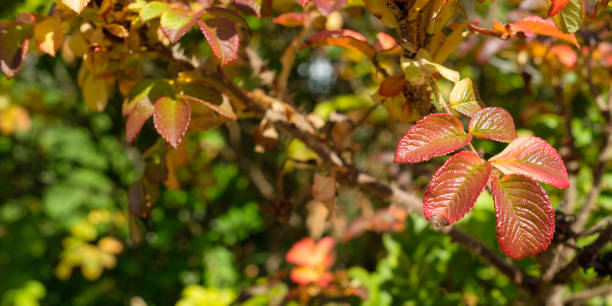 istock Rosehip with red leaves in autumn coloring 879243150