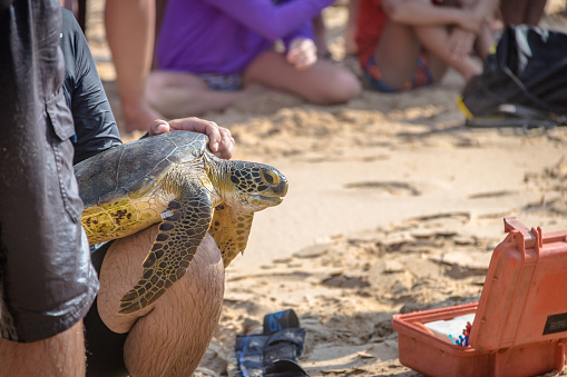 Fernando de Noronha - Oct 4, 2017: Scientific Capture of Sea Turtles, measurement and data collection by Tamar Project (Projeto Tamar) at Praia do Boldro Beach - Fernando de Noronha, Pernambuco, Brazil