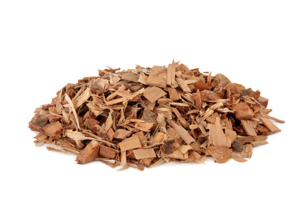 istock Saw Palmetto Herb 879243658