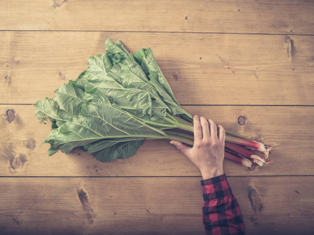 istock Man sitting at table with rhubarb 879243692