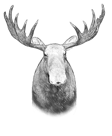 Moose on white background. Illustration in draw, sketch style