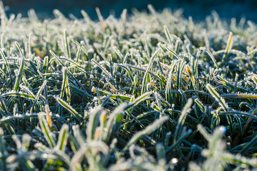 Delicate frost covered lawn at sunrise