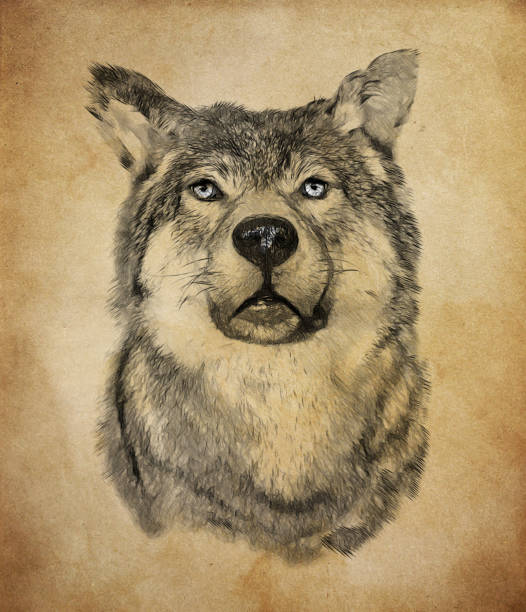 Wolf on vintage background. Illustration in draw, sketch style.