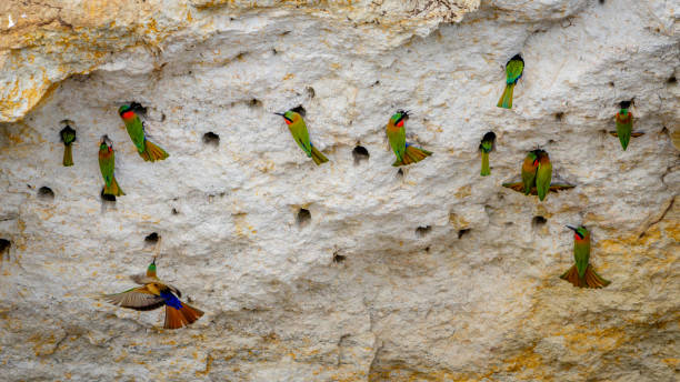 istock A group of red throat bee eaters 879249124