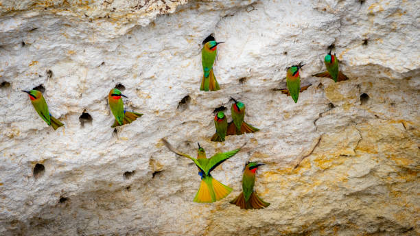 istock A group of red throat bee eaters 879249138