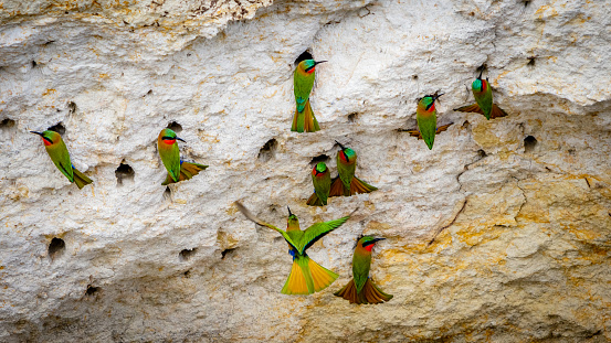 A group of red throat bee eaters being busy around there cave nests in a rock in Murchison Falls national park in Uganda. Too bad this place, lake Albert, is endangered by oil drilling companies