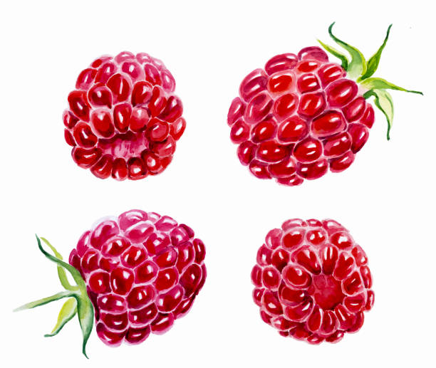 istock Raspberries isolated drawing by hand. Watercolor painting. 879249482