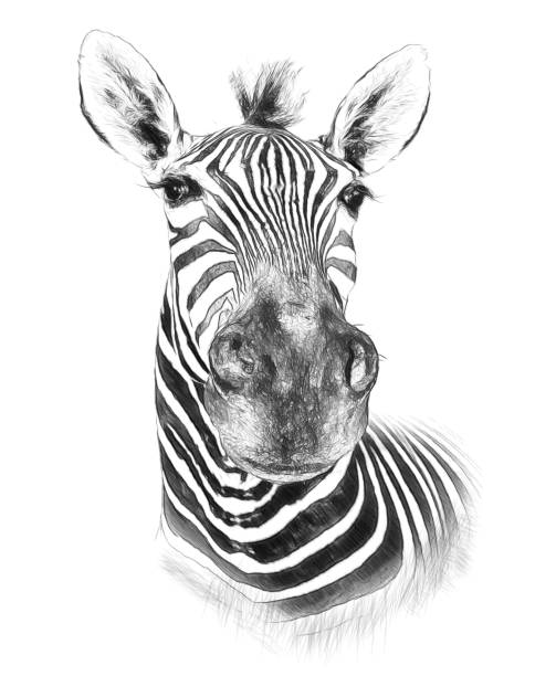 istock Zebra on white background. Illustration in draw, sketch style. 879249952