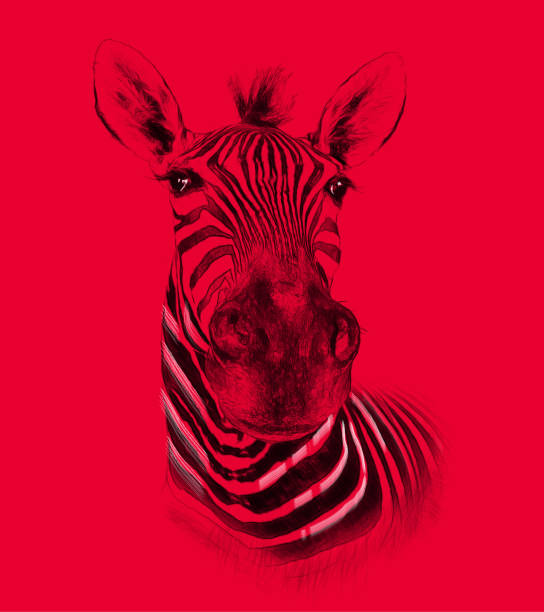 istock Zebra on red background. Illustration in draw, sketch style. 879249988