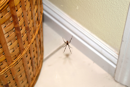 A snapshot of a brown widow spider hanging on its web near a wooden basket inside my house.