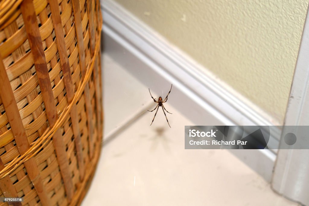 A Brown Widow Near a Basket A snapshot of a brown widow spider hanging on its web near a wooden basket inside my house. Spider Stock Photo