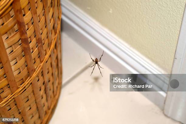 A Brown Widow Near A Basket Stock Photo - Download Image Now - Spider, Home Interior, Indoors
