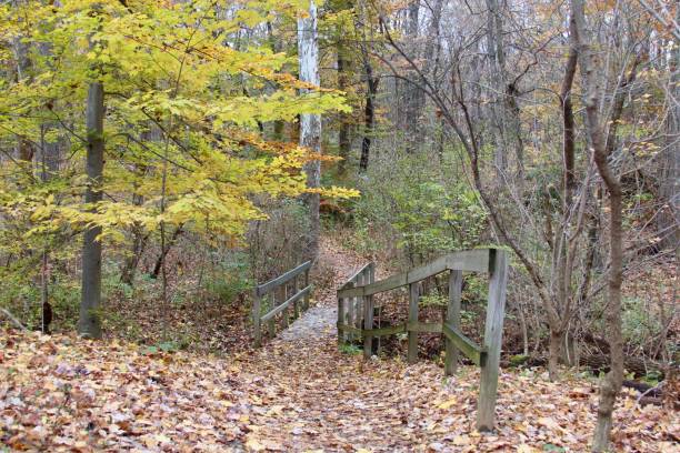 istock Wood Bridge and Fence 879257918