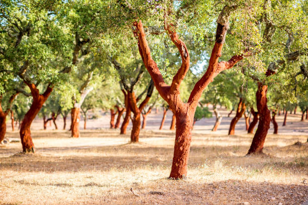 cork meşe ağaçları portekiz - mantar ağacı stok fotoğraflar ve resimler