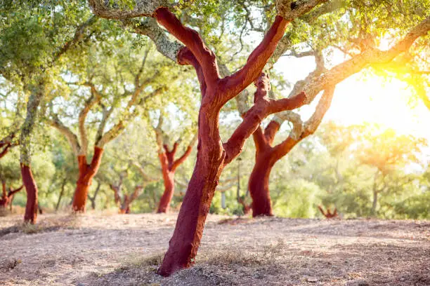 Photo of Cork oak trees in Portugal