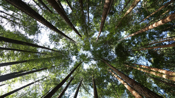 istock This is the Natural Monument of Sequoias 879261896