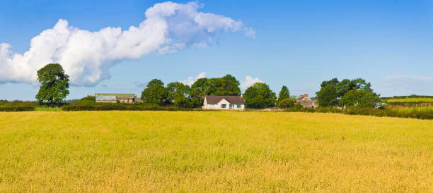 istock Typical Irish flat landscape with farms and fields of grass 879262832
