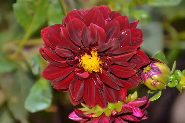 Photo of Details of wild purple dahlia flowers