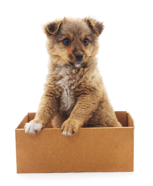istock Brown puppy in a box. 879264416