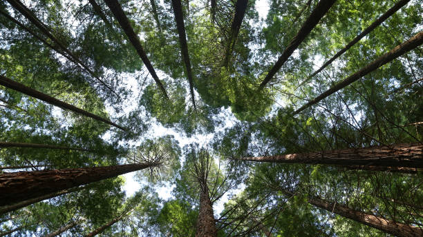 istock This is the Natural Monument of Sequoias 879264462