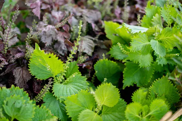 Aojiso or Oba leaves, Vegetable farm