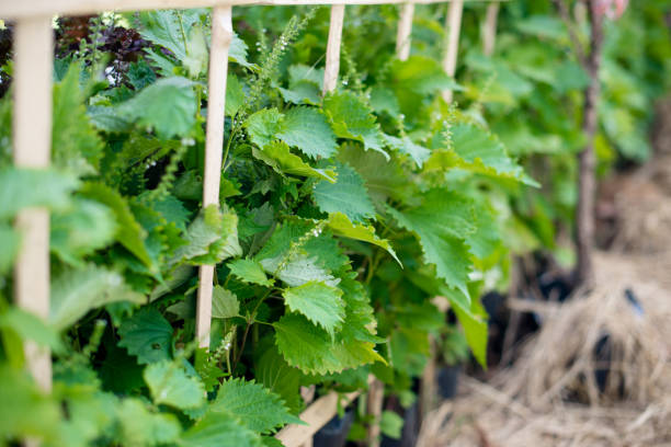 istock Aojiso or Oba leaves, Vegetable farm 879264752