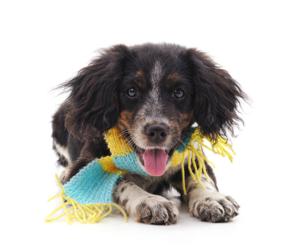 istock Dog in a scarf. 879264958