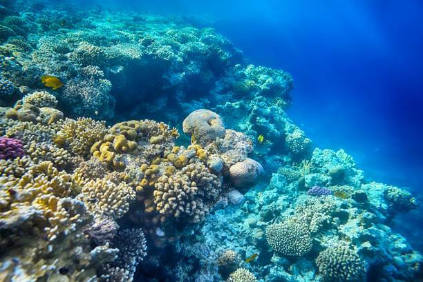 coral reef and of the red sea beautiful and diverse coral reef of the red sea sponge bath sponge nature animal stock pictures, royalty-free photos & images