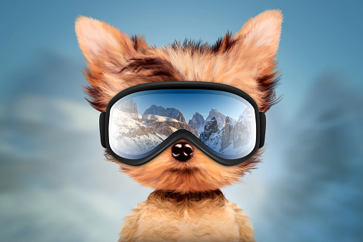 Funny Dog wearing ski goggles. Winter glass mask with reflection of mountains. New Year and Christmas concept. Realistic 3D illustration.