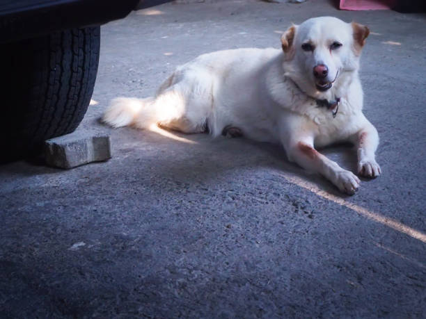 istock focus lovely white dog that looking stright with sad eyes. 879267518