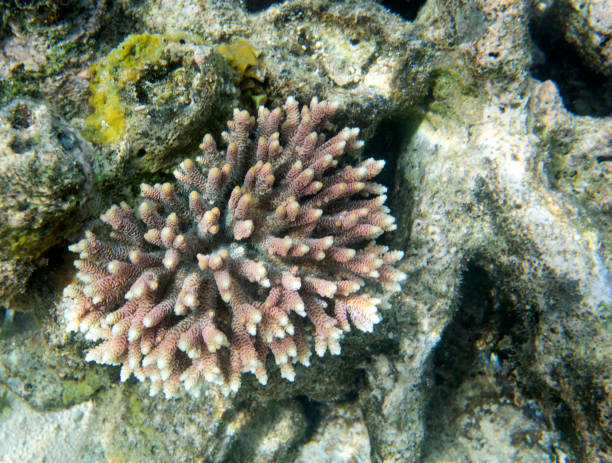 カブトシロアゴガエル 写真のストックフォト