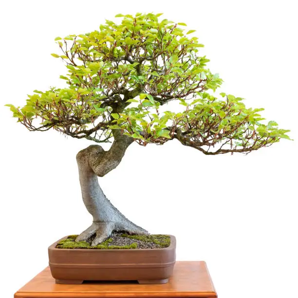 Photo of European beech as harmonious bonsai tree