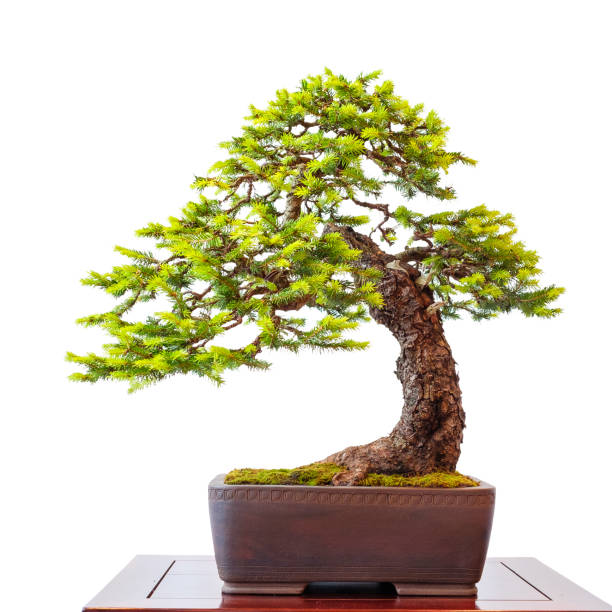istock Old conifer common spruce as little bonsai tree 879270204