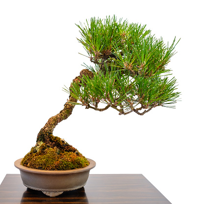 Mini coniferous bonsai tree japanese white pine with green needles