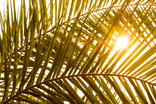 istock Palm frond with shade and sun 879273474